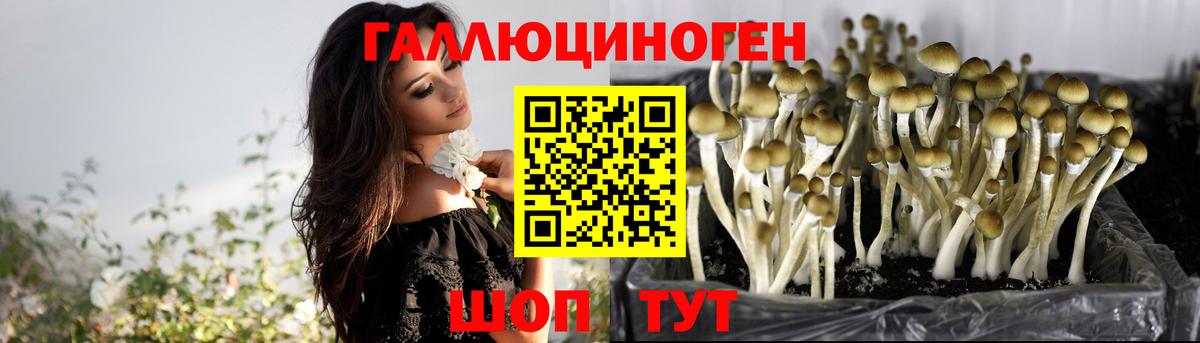 Галлюциногенные грибы GOLDEN TEACHER  Вход с VPN  Новотроицк  Галлюциногенные грибы Psilocybine cubensis 